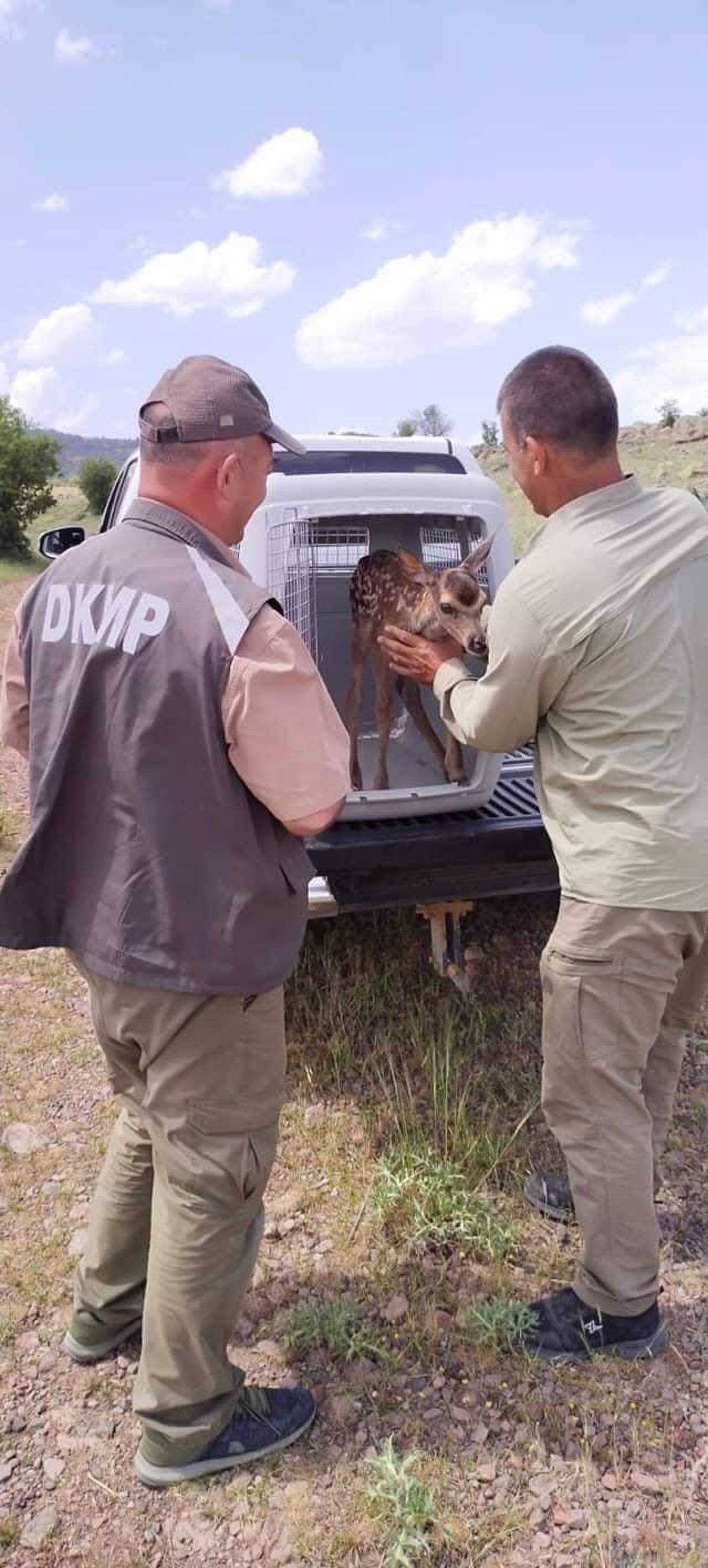 Ankara'da çobanlar tarafından bulunan yaralı yavru geyik tedavi edildi